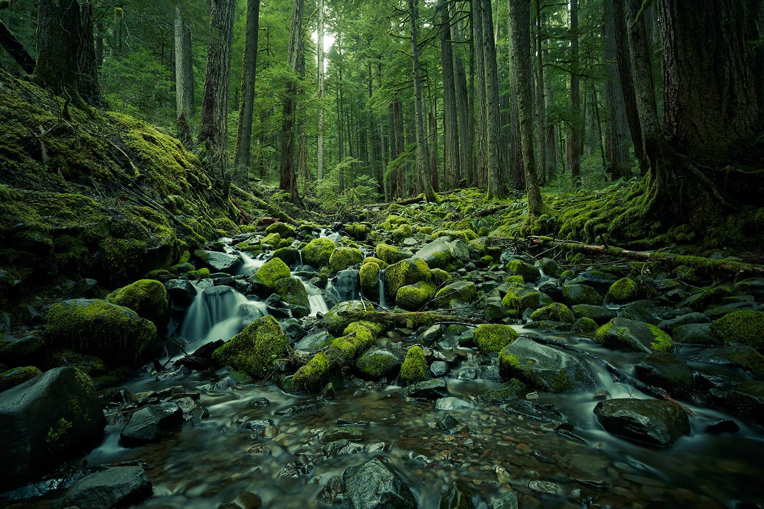 Olympic National Park No. 1 - Black Landscape Photograph by Chris Gordaneer