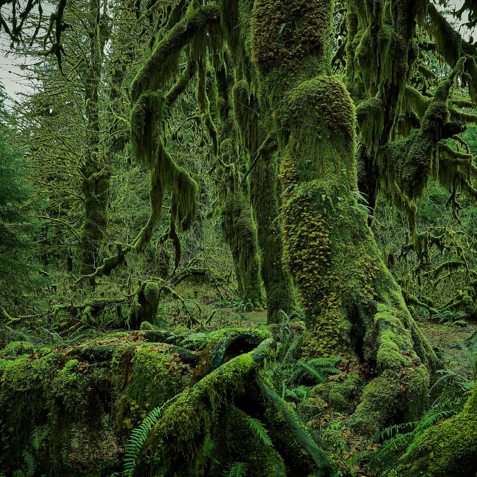 Olympic National Park No. 4 - Photograph by Chris Gordaneer
