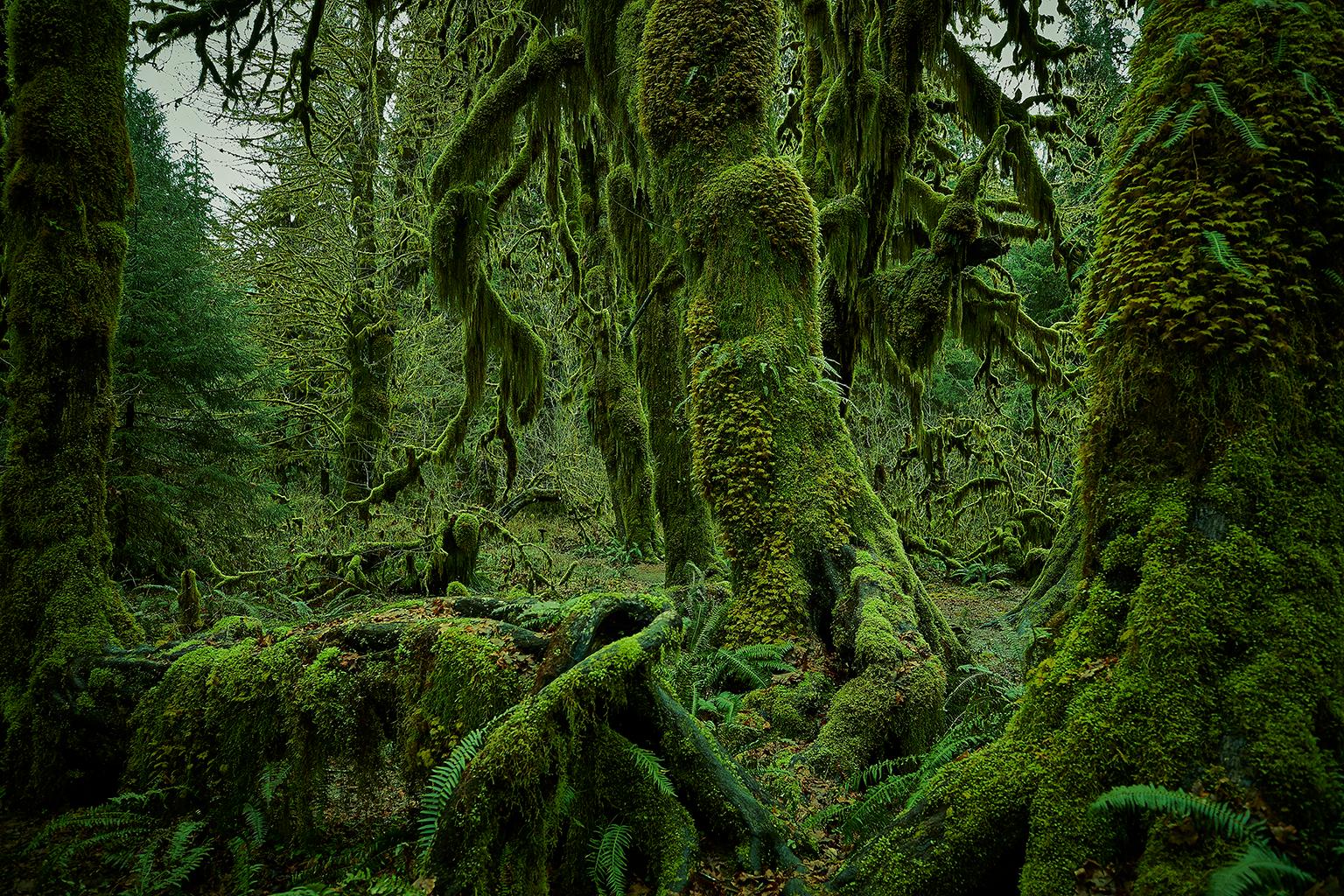 Olympic National Park No. 4 - Green Color Photograph by Chris Gordaneer