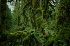 Olympic National Park No. 4