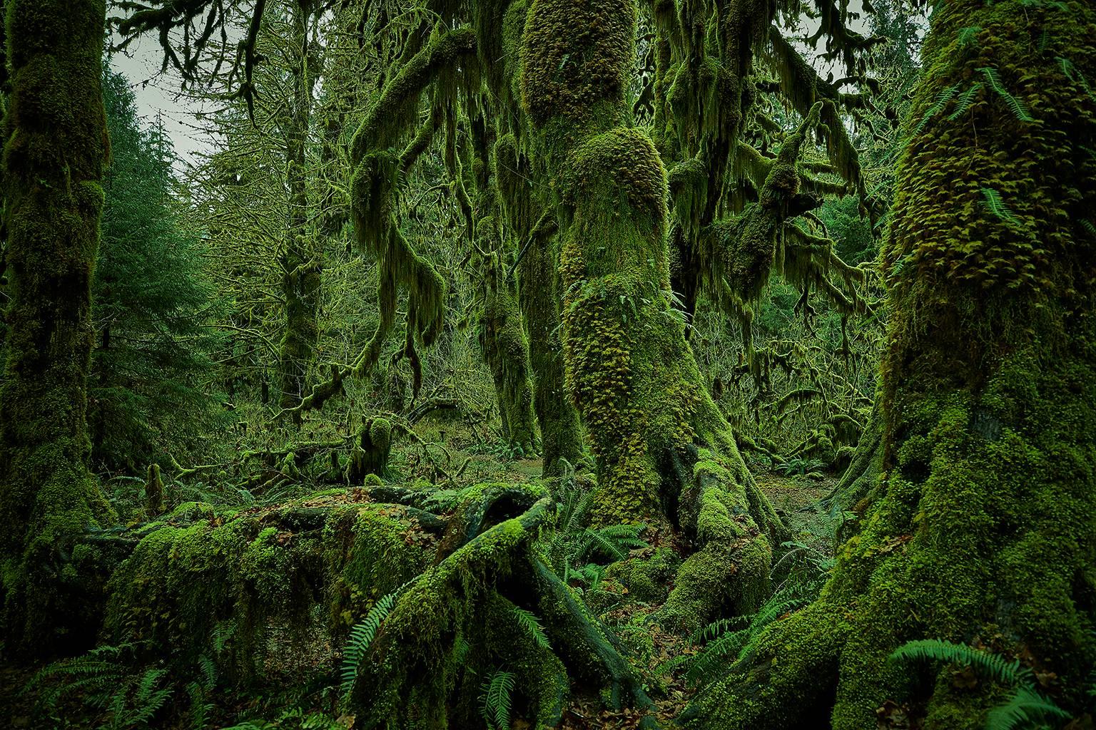 Chris Gordaneer Landscape Photograph - Olympic National Park No. 4