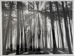 Rayo de Sol, Presidio de San Francisco, California (Árboles con luz solar)