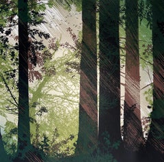 Shafts of Light, Limited Edition Woodland Print, Siebdruck im japanischen Stil