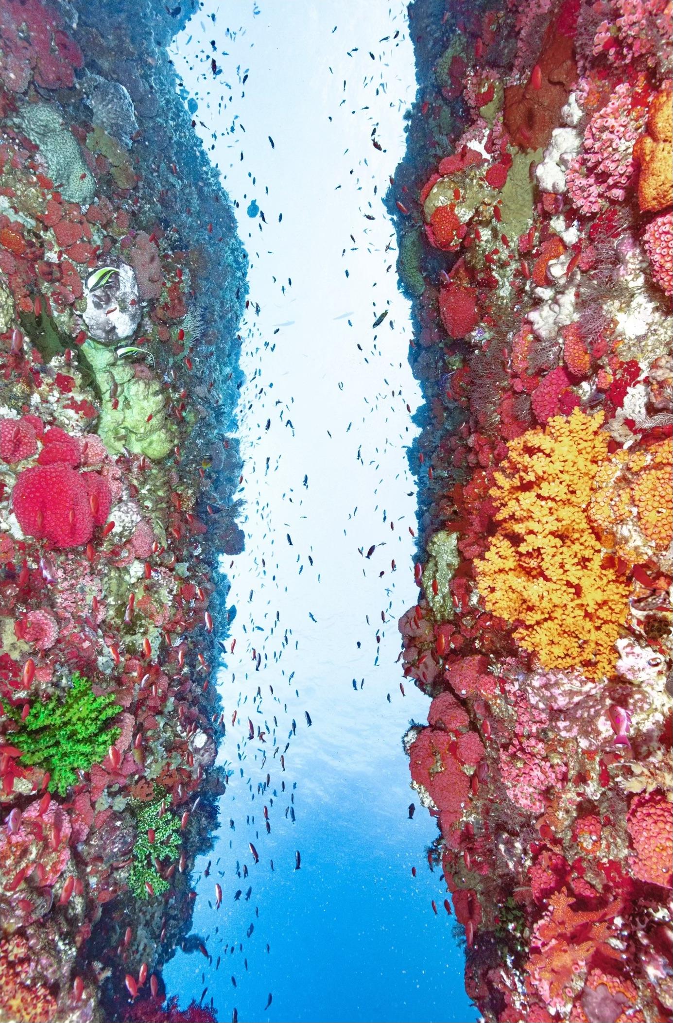 Chris Leidy Color Photograph – Korallenschliff