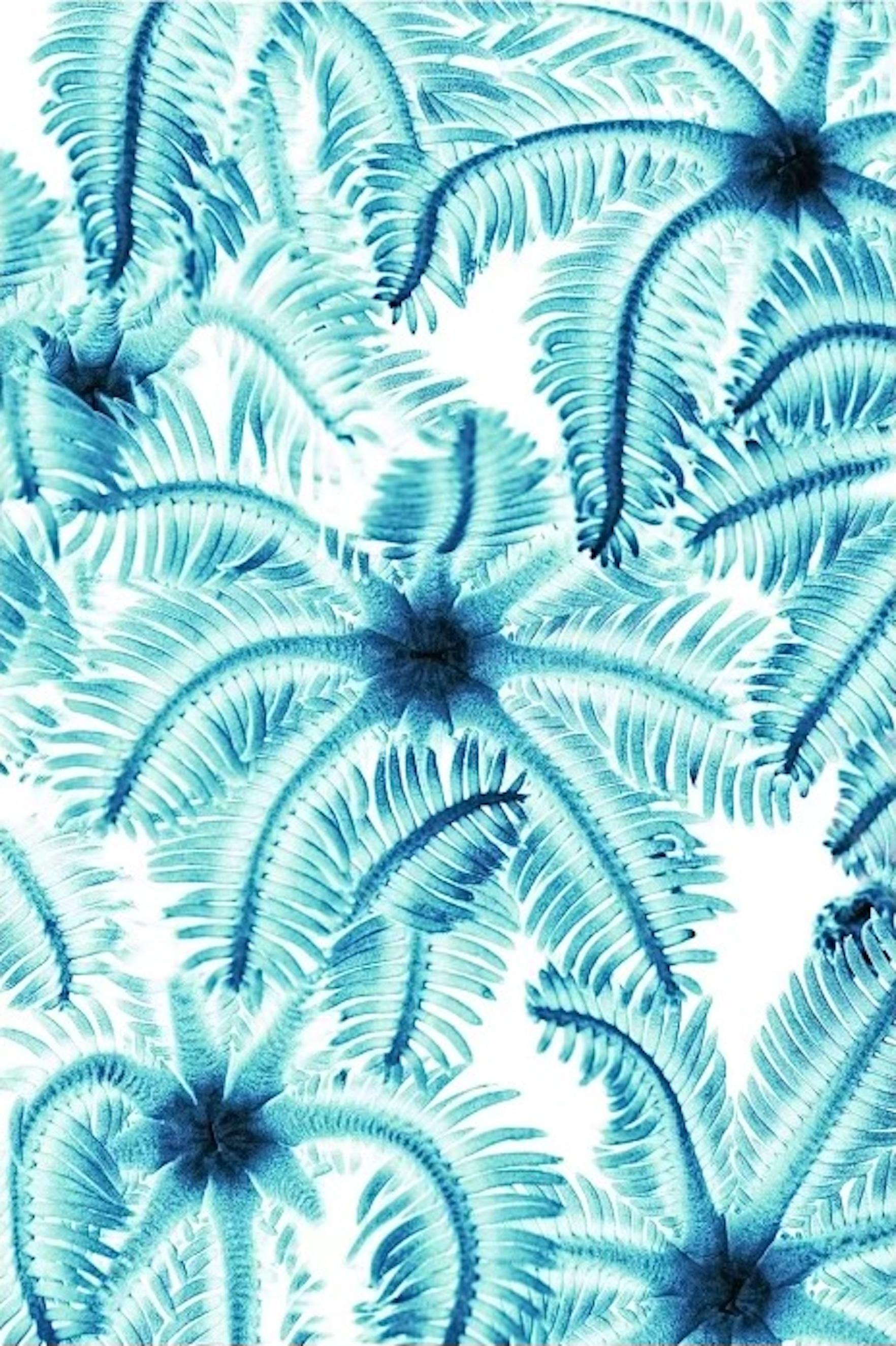 Color Photograph Chris Leidy - Chaîne de marguerites