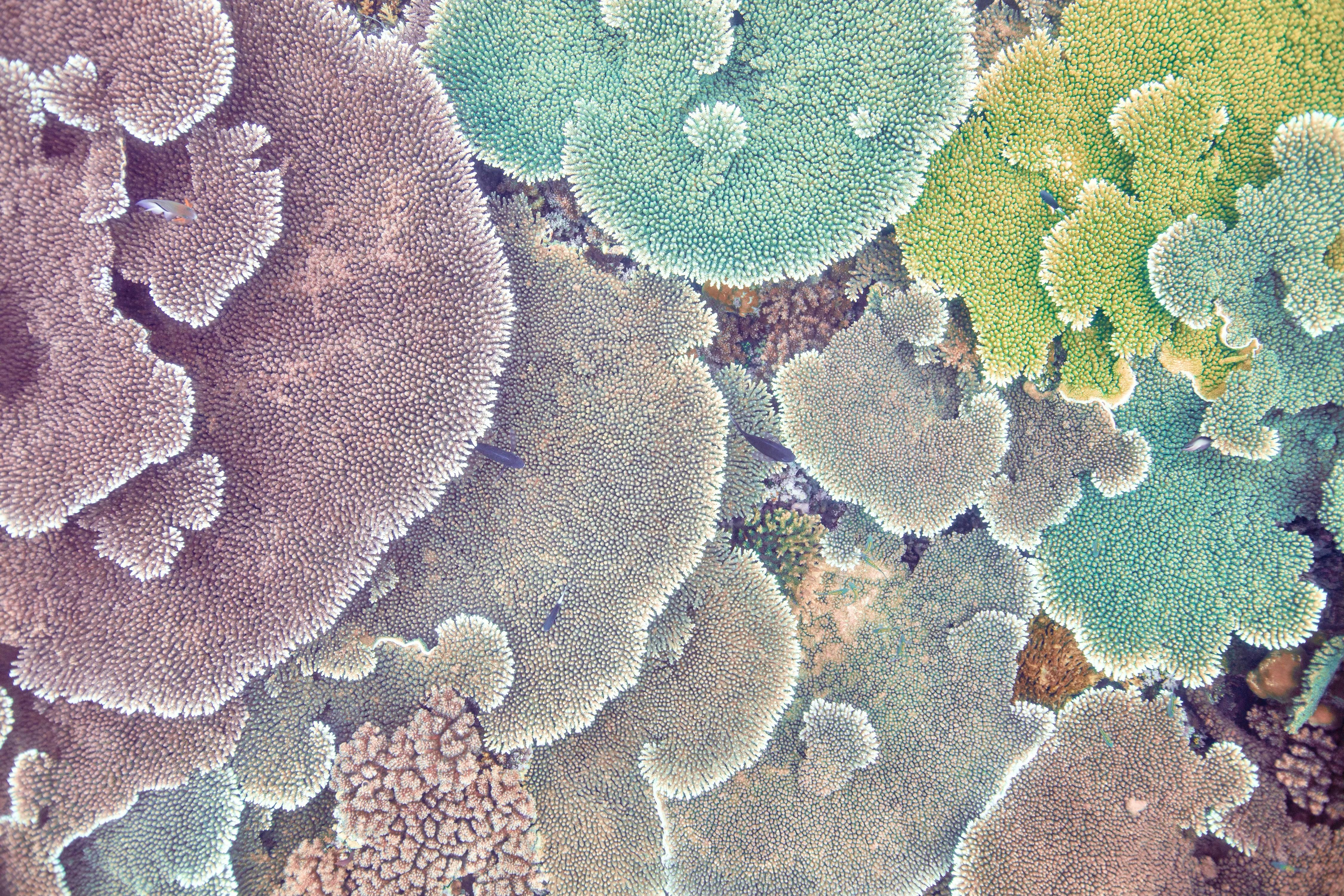 Chris Leidy Color Photograph - Garden Tables