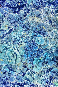 Hydrangea Blues