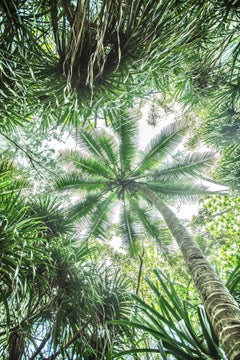 Kauai-Palme