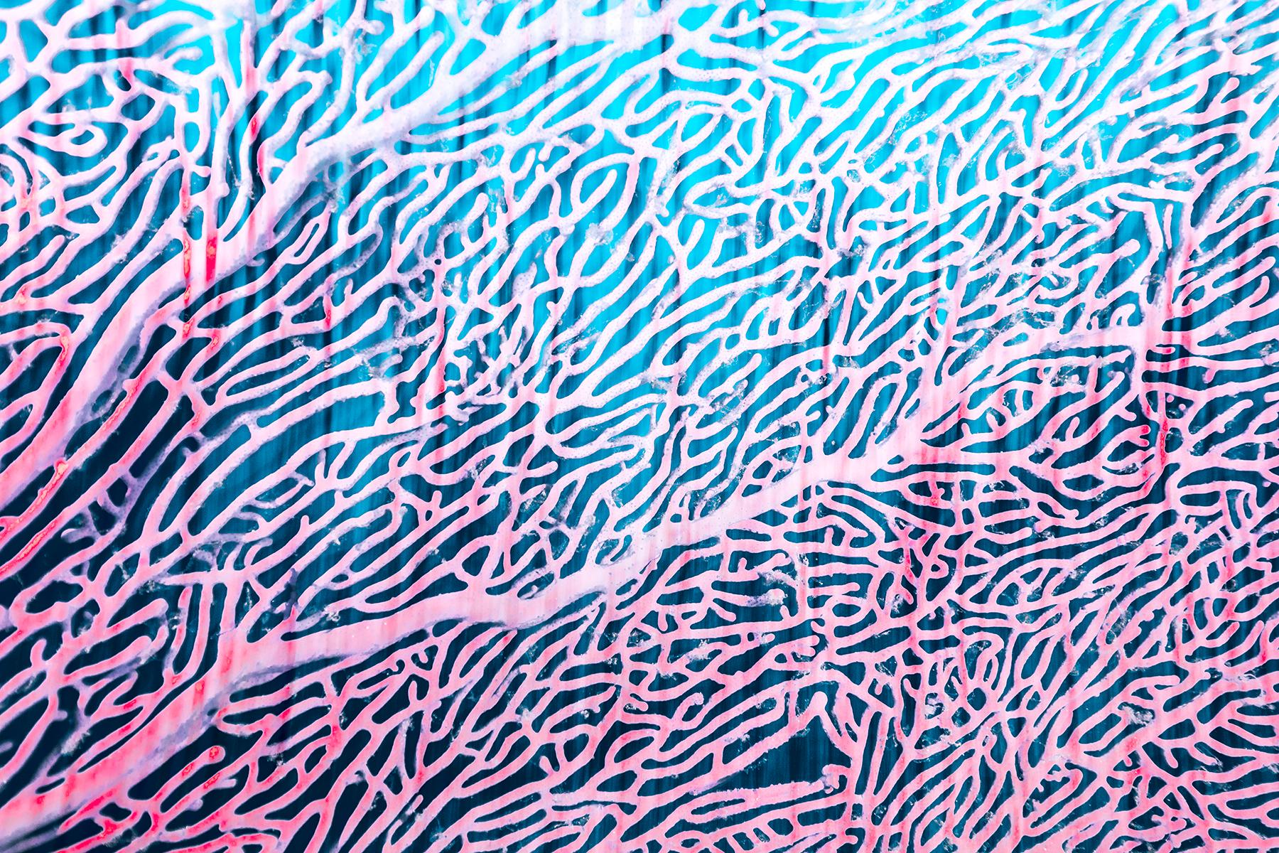 Chris Leidy Color Photograph – Pinker Tropffffächer