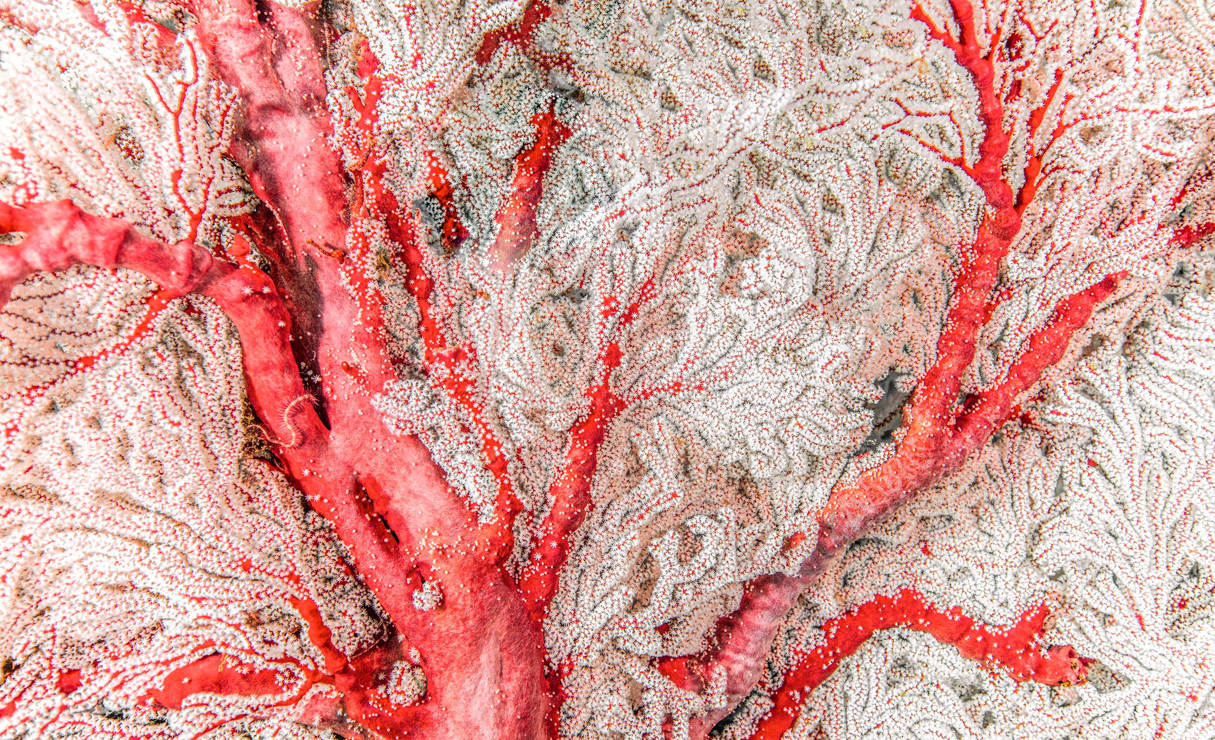 Chris Leidy Color Photograph – Roter Bark 1