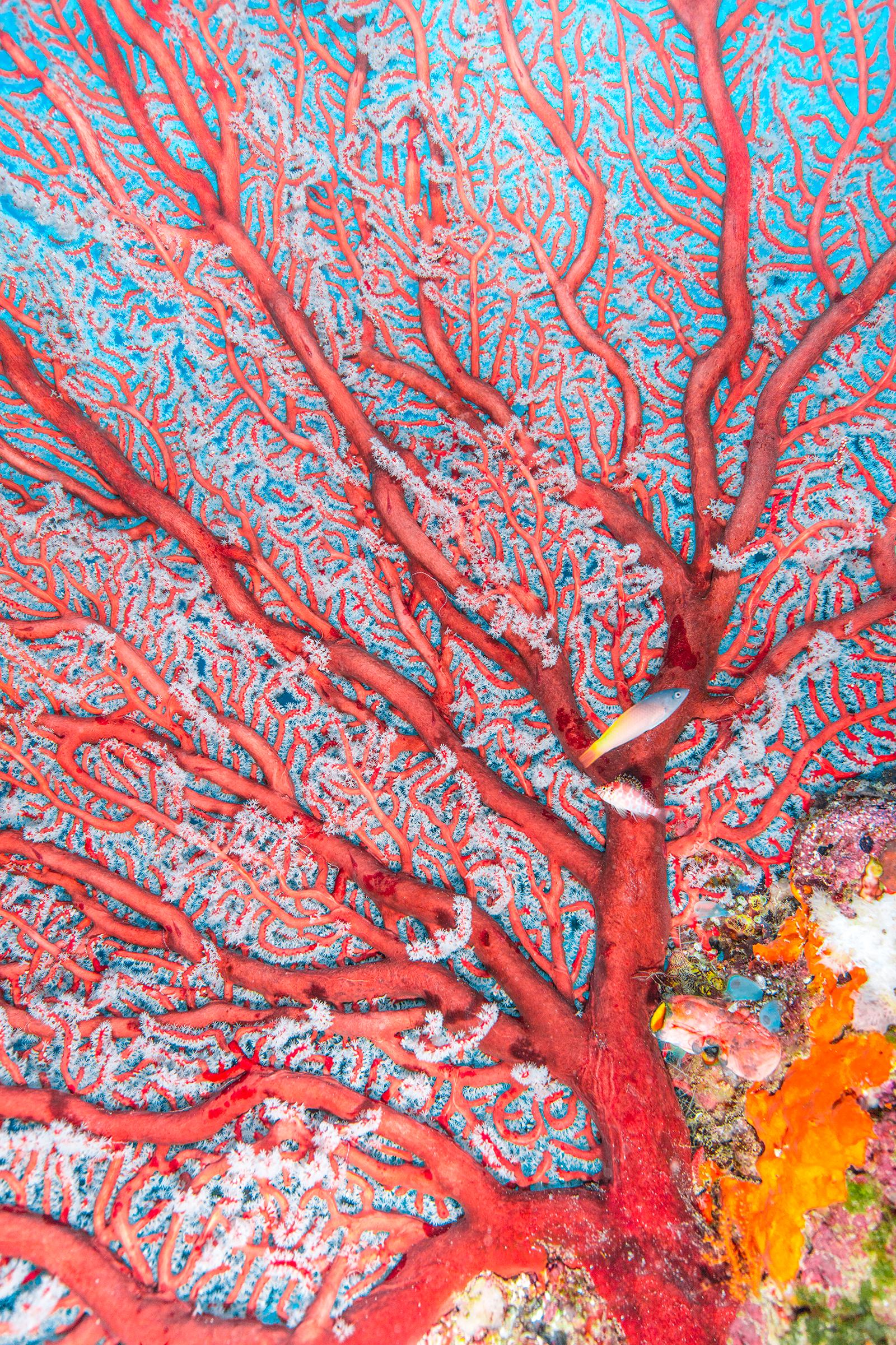 Color Photograph di Chris Leidy - Red Zap 2