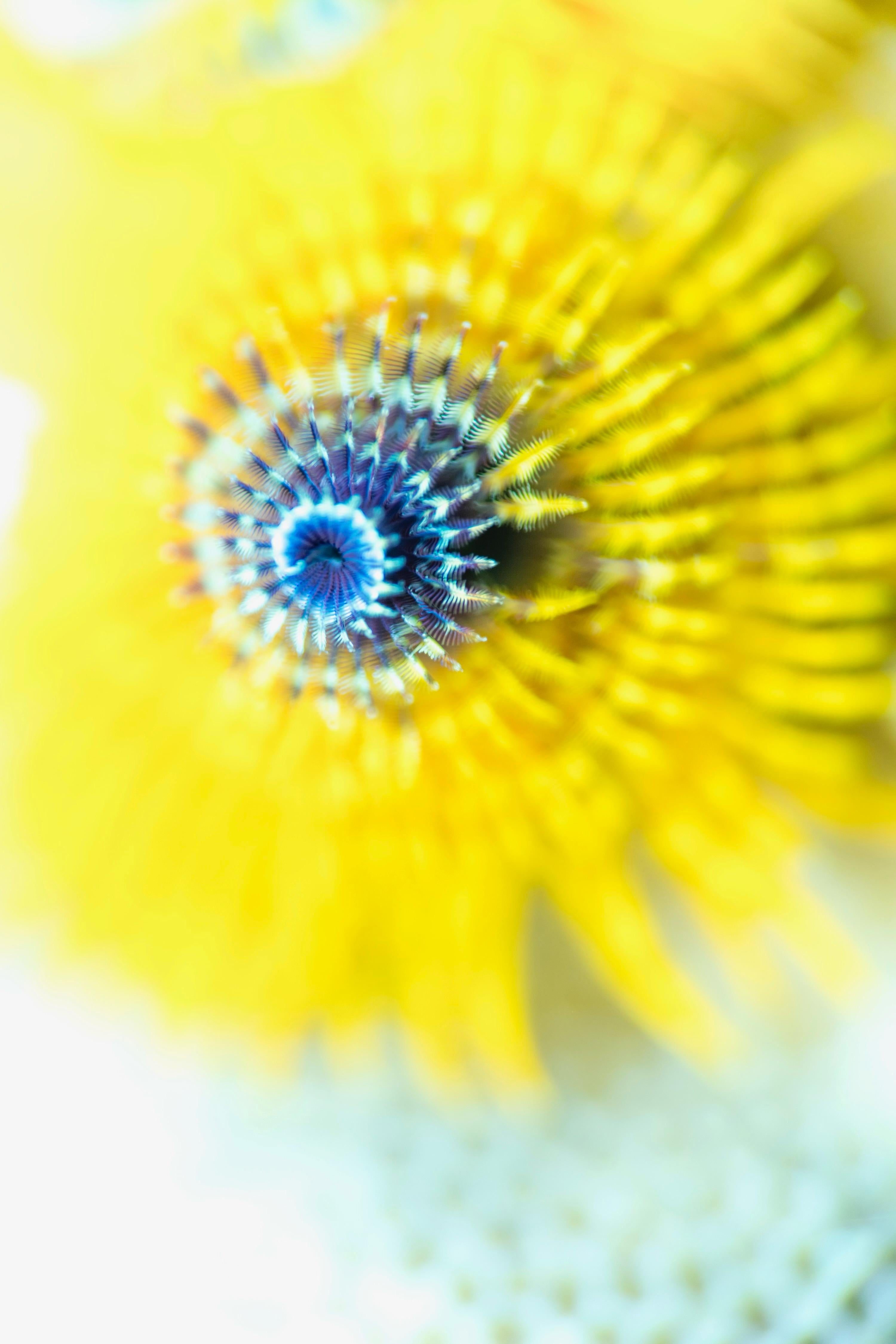Chris Leidy Color Photograph - Sunflower