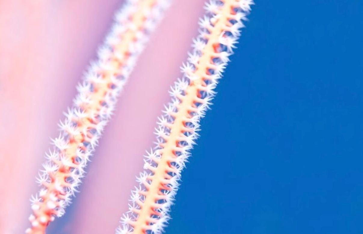 Sea Whips, Unter Wasser Meeresleben in Rosa und Blau – Photograph von Chris Leidy