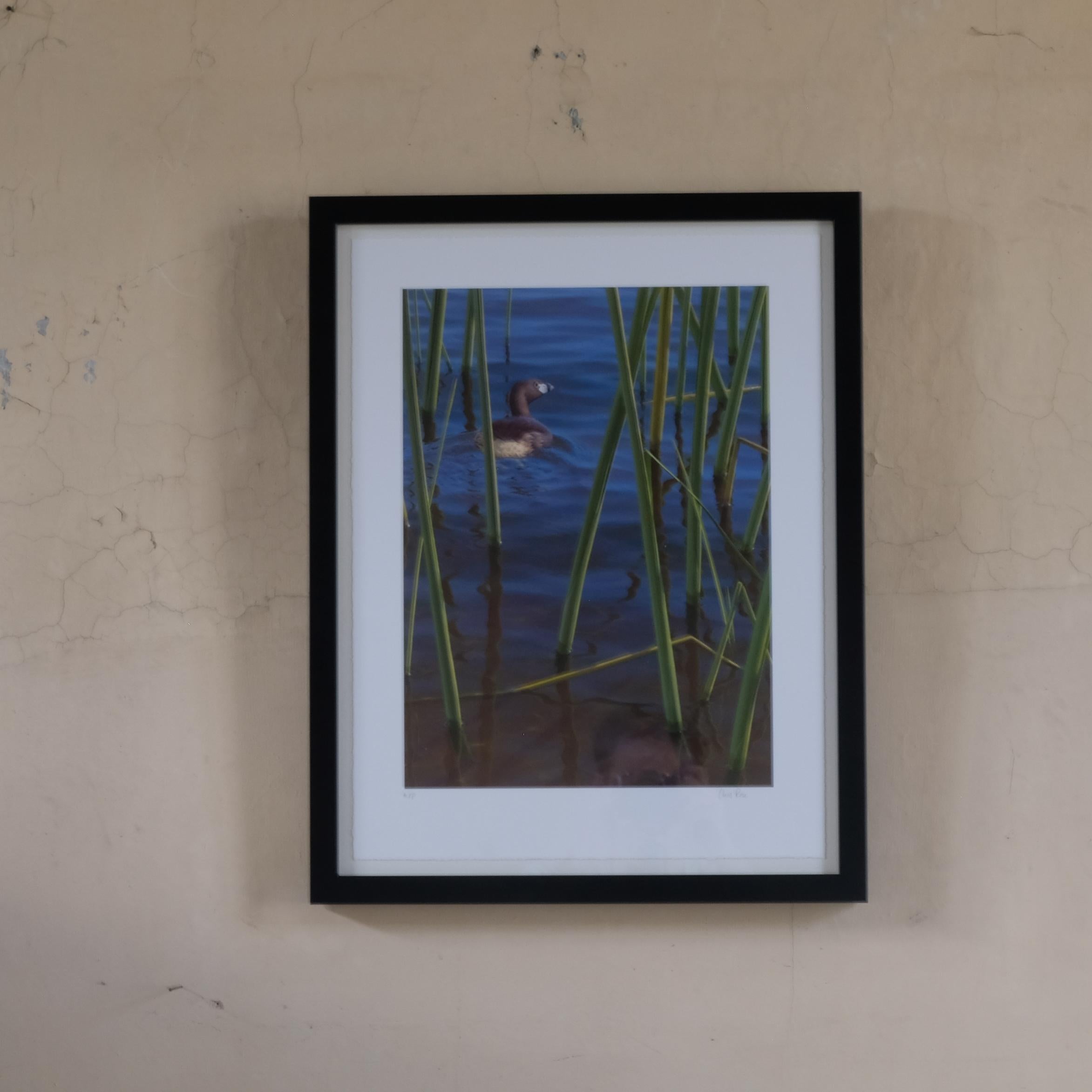 Paper Chris Rose - Atitlan Grebe For Sale