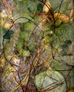 Botanic n°2, 2023  Impression pigmentaire d'art de Chris Thomaidis