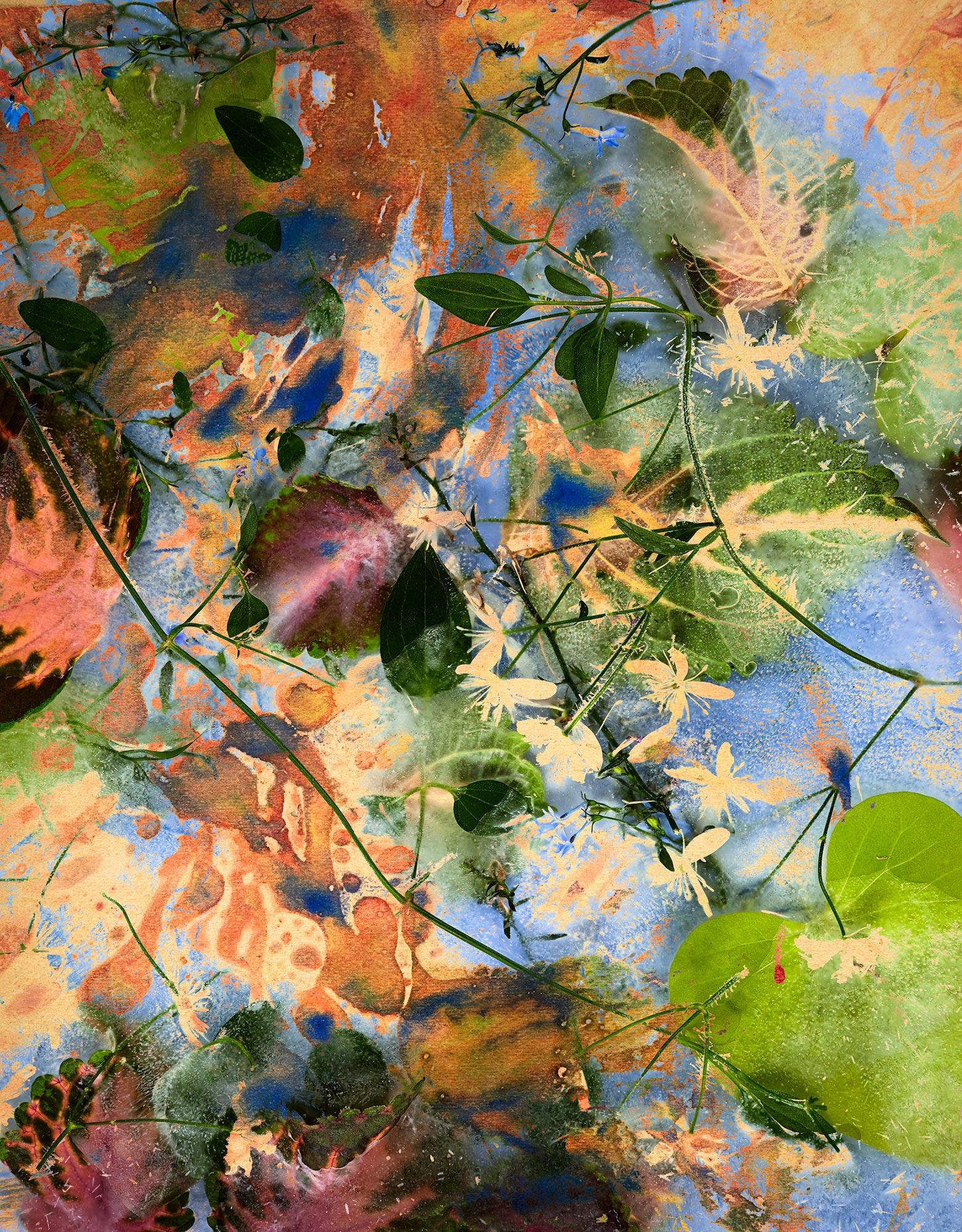 Jardin n° 4, 2023 de Chris Thomaidis, Toronto, Canada
Impression à pigment d'archivage  
26" x 33.3" 
Edition de 5

Le travail de Nature est basé sur les récits simples du quotidien capturés dans les environnements urbains et naturels, documentant