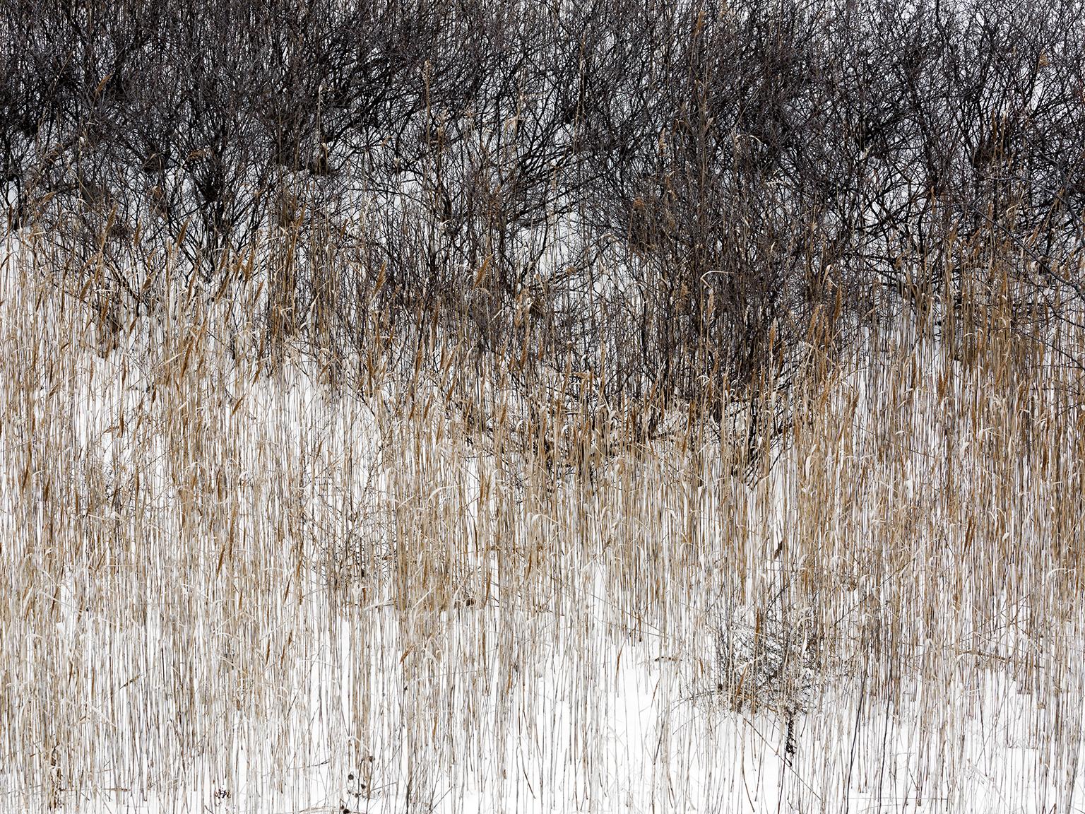 Chris Thomaidis Bent Tree For Sale at 1stDibs