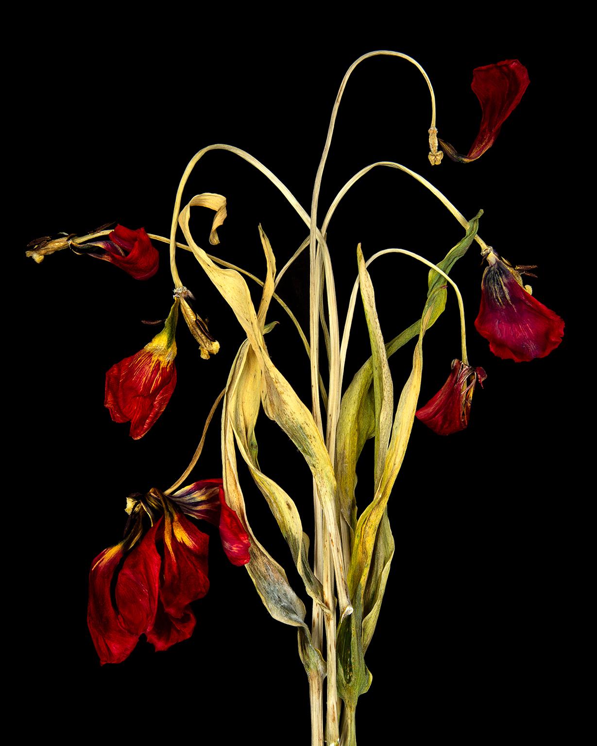Chris Thomaidis Color Photograph - Tulip No. 3