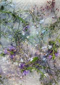 Jardin d'hiver n°8, 2020 Impression pigmentaire d'art de Chris Thomaidis, Toronto