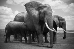 Elephant Family, Africa, Amboseli