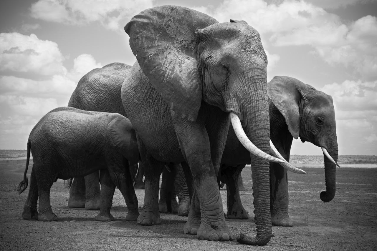Christian Cravo Landscape Photograph - Elephant Family, Africa, Amboseli