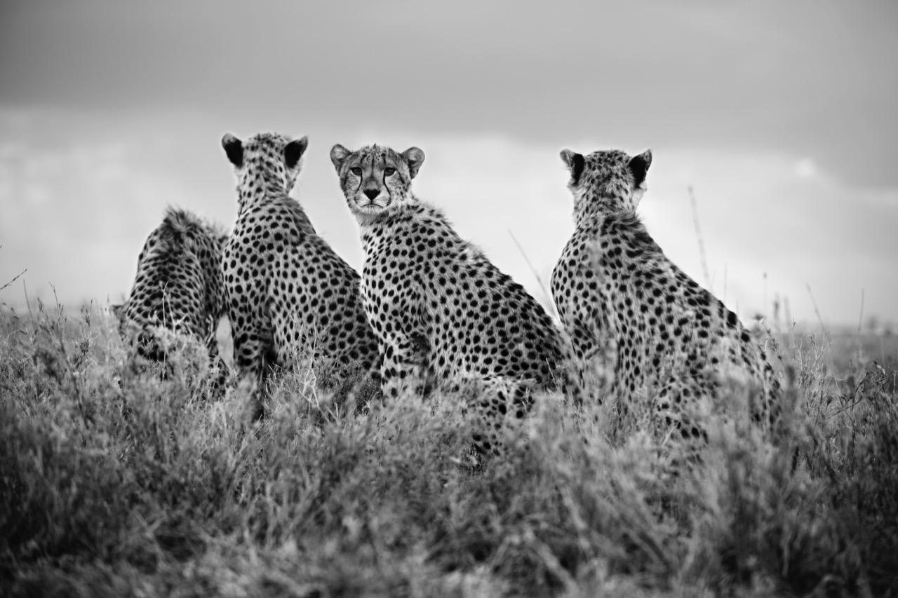Christian Cravo Black and White Photograph - Family Cheetah, Tanzania, Africa, Jungle