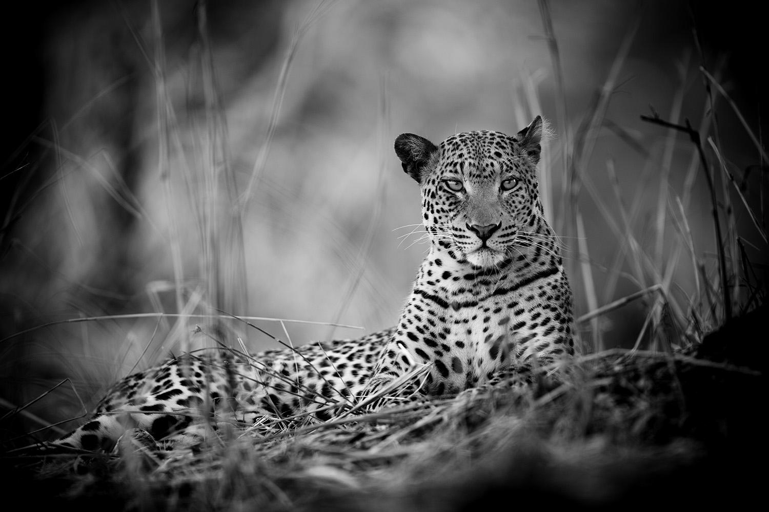 Christian Cravo Black and White Photograph - Leopard, Jungle, Zambia, Safari
