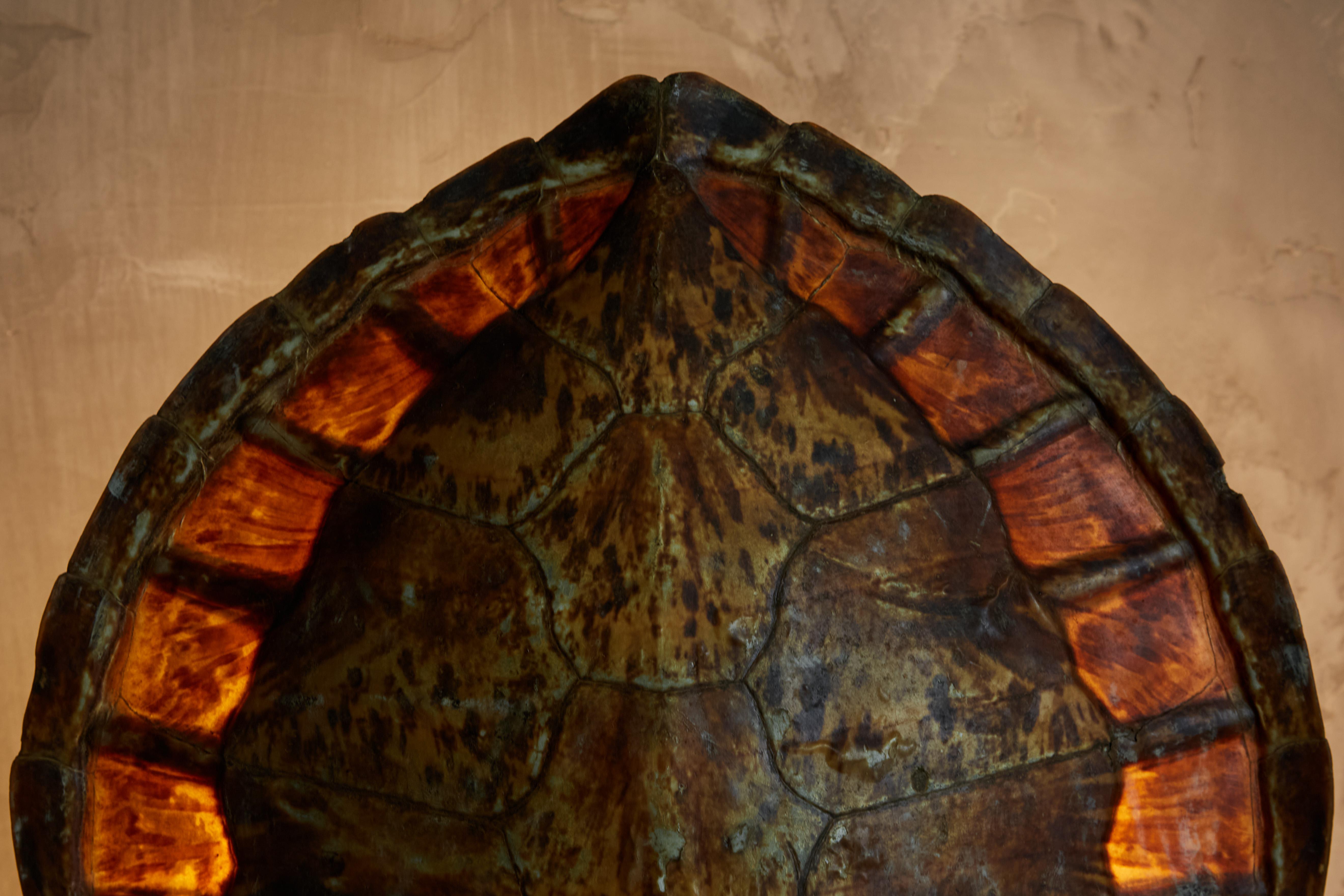 Christian Dior Schildkrötenpanzer-Tischlampe, Frankreich, 1970er Jahre (Hollywood Regency) im Angebot