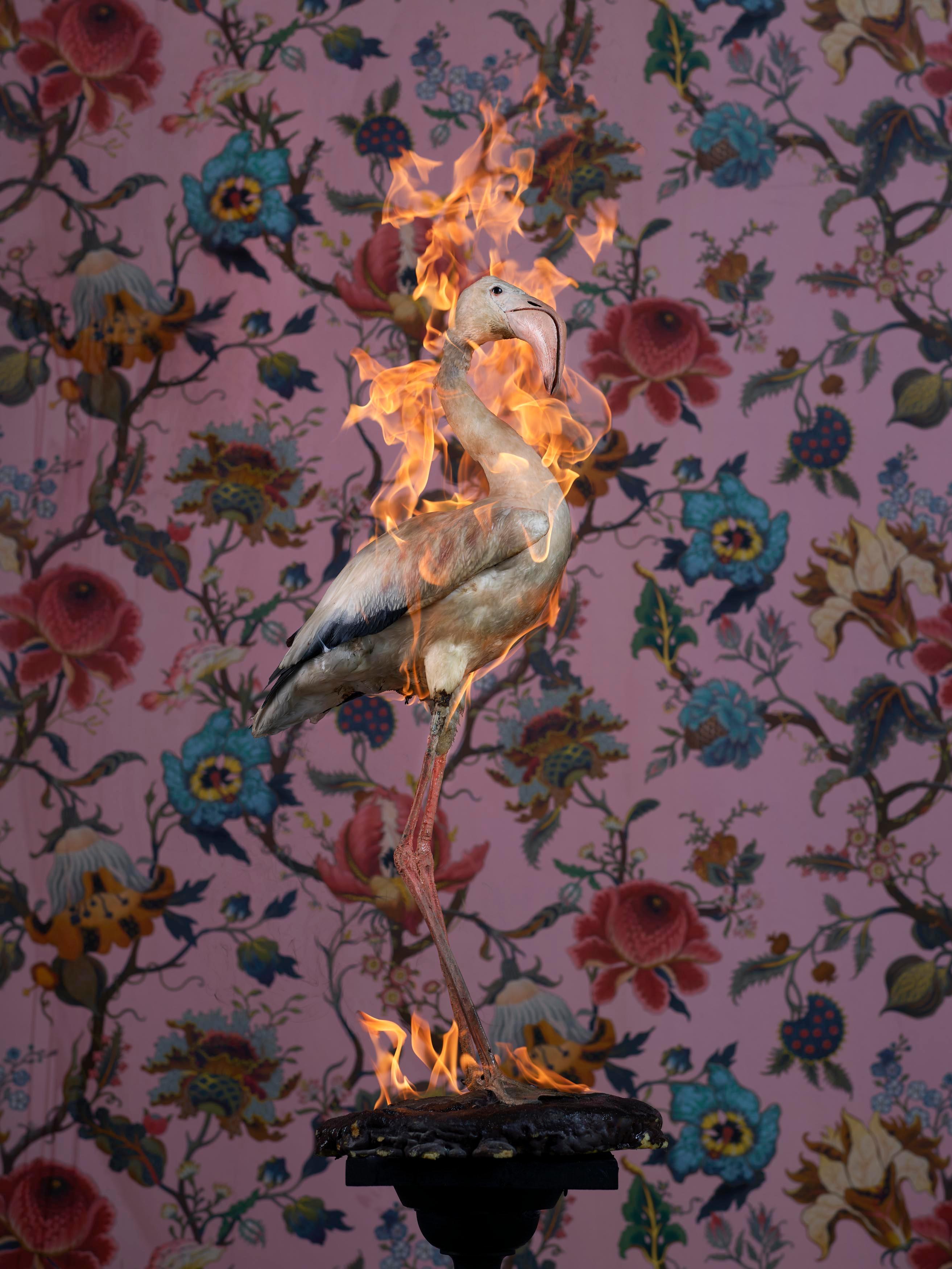 `Flamingo`, Oslo- `Residence of Impermanence`- bird taxidermy nature animal fire