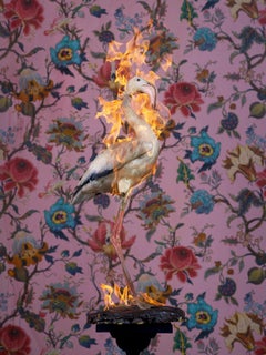 21st Century and Contemporary Colour Photography