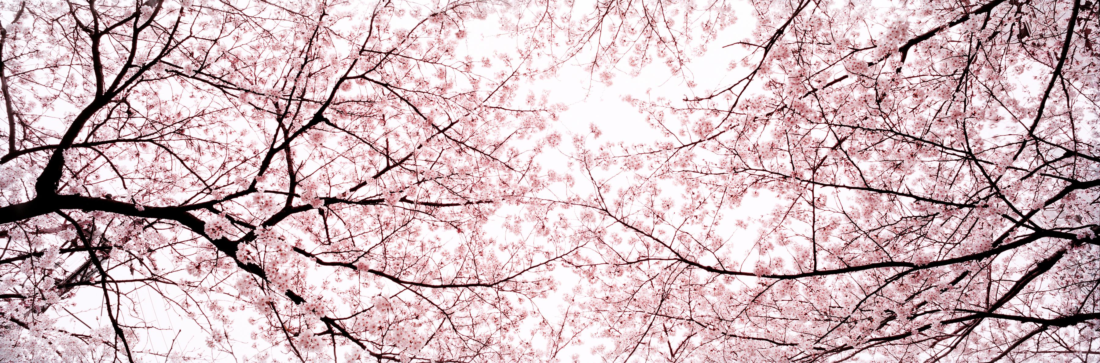Landscape Photograph Christian Houge - Kauzan 2, Tokyo - de la série Okurimono - Fleur de cerisier rose d'arbre japonais