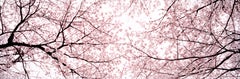 Kauzan 2`, Tokyo-from the series Okurimono- Japan cherryblossom tree pink flower