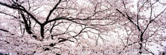 `Kauzan 3`, Tokyo-from the series Okurimono- flowers cherryblossom Japan nature 