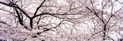 `Kauzan 3`, Tokyo-from the series Okurimono- flowers cherryblossom Japan nature