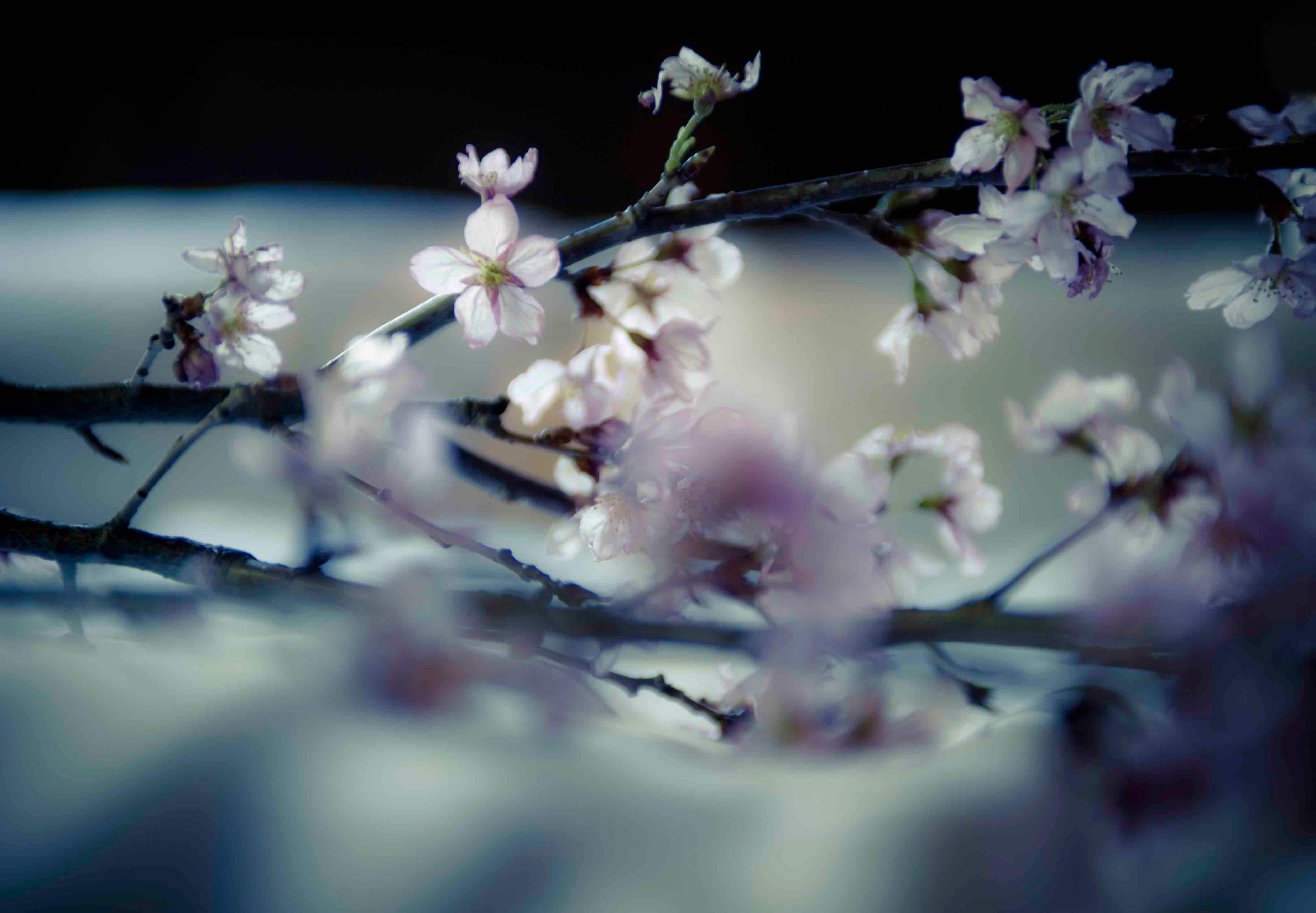 Christian Houge Nude Photograph - `Kauzan,  Okurimono series, Tokyo- japan-landscape -harajuku-girl-color