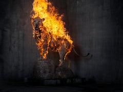 `Lion` Oslo, - `Residencia de la Impermanencia` . Firmado. animal león fuego naturaleza