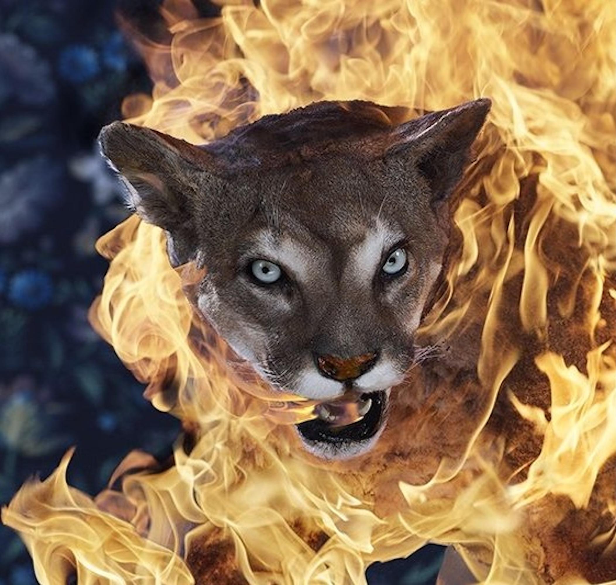 Puma, Residence of Impermanence series by Christian Houge - Photo, feline For Sale 3