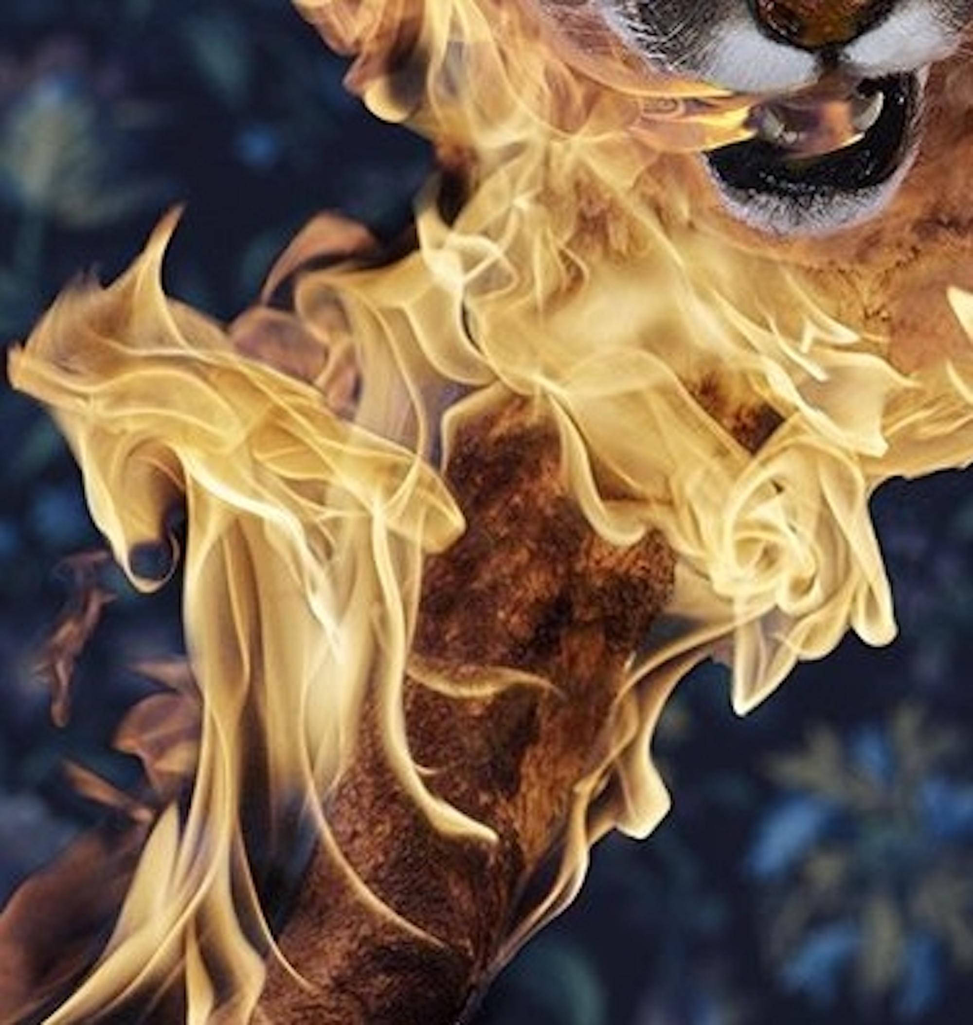 Puma, Residence of Impermanence series by Christian Houge - Photo, feline For Sale 6