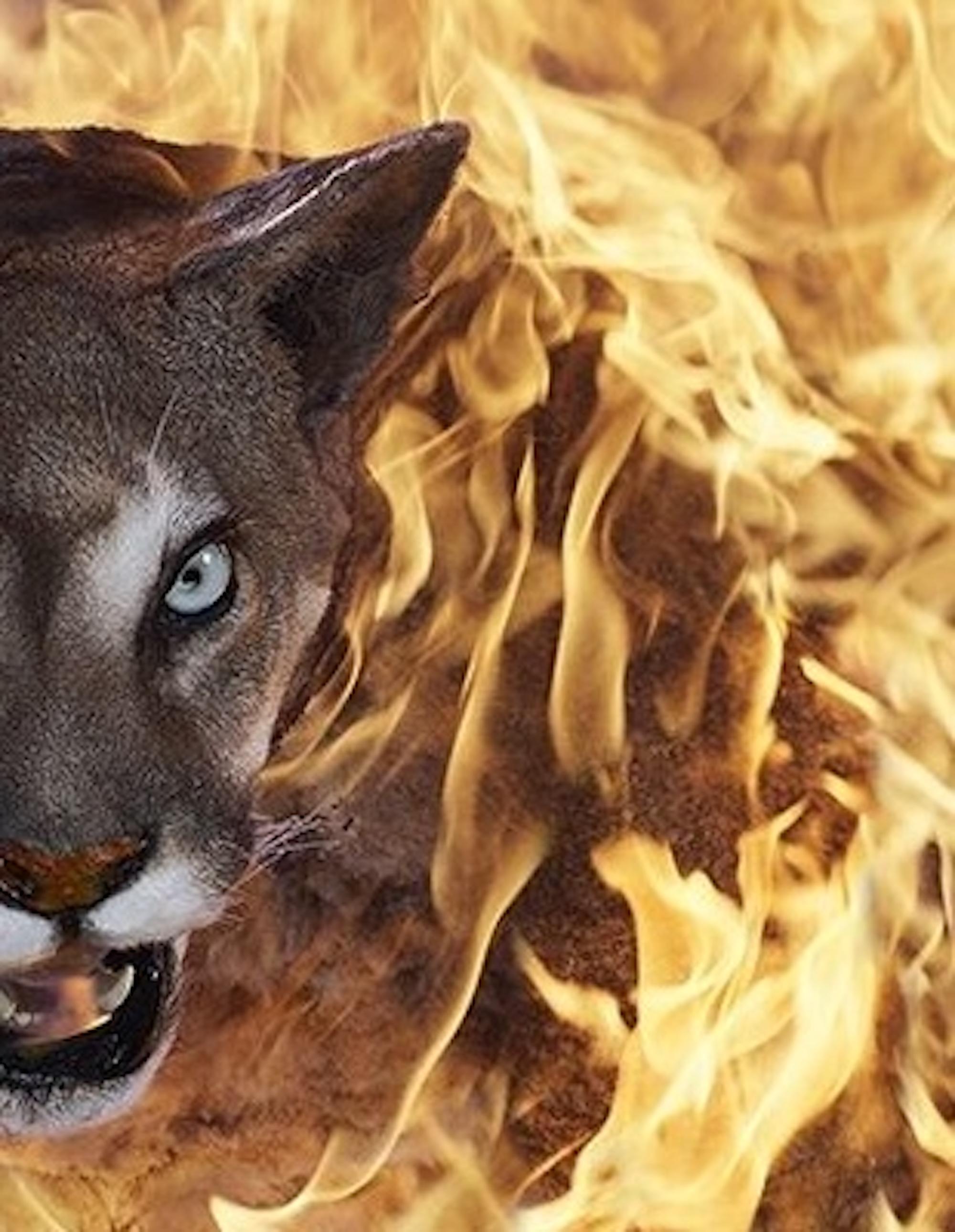 Puma, Residence of Impermanence series by Christian Houge - Photo, feline For Sale 7