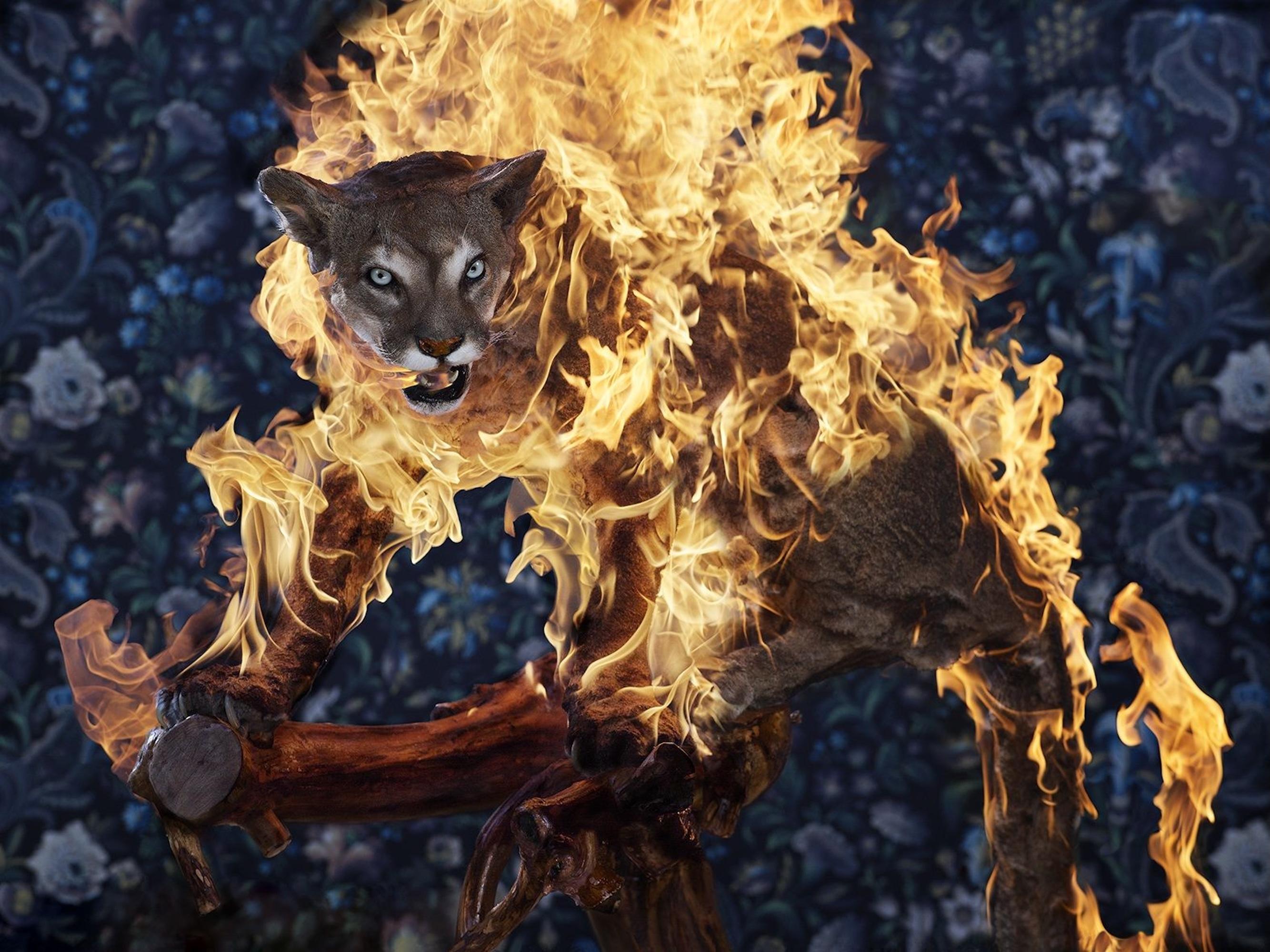 Puma, Residence of Impermanence series is a limited-edition photograph by Norwegian artist Christian Houge.

This photograph is sold unframed as a print only. It is available in 2 dimensions:
*90 × 120  cm (35.4 × 47.2 in) edition of 7 copies.