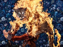 `Puma`, Sweden-  `Residence of Impermanence`- puma fire animal nature wallpaper