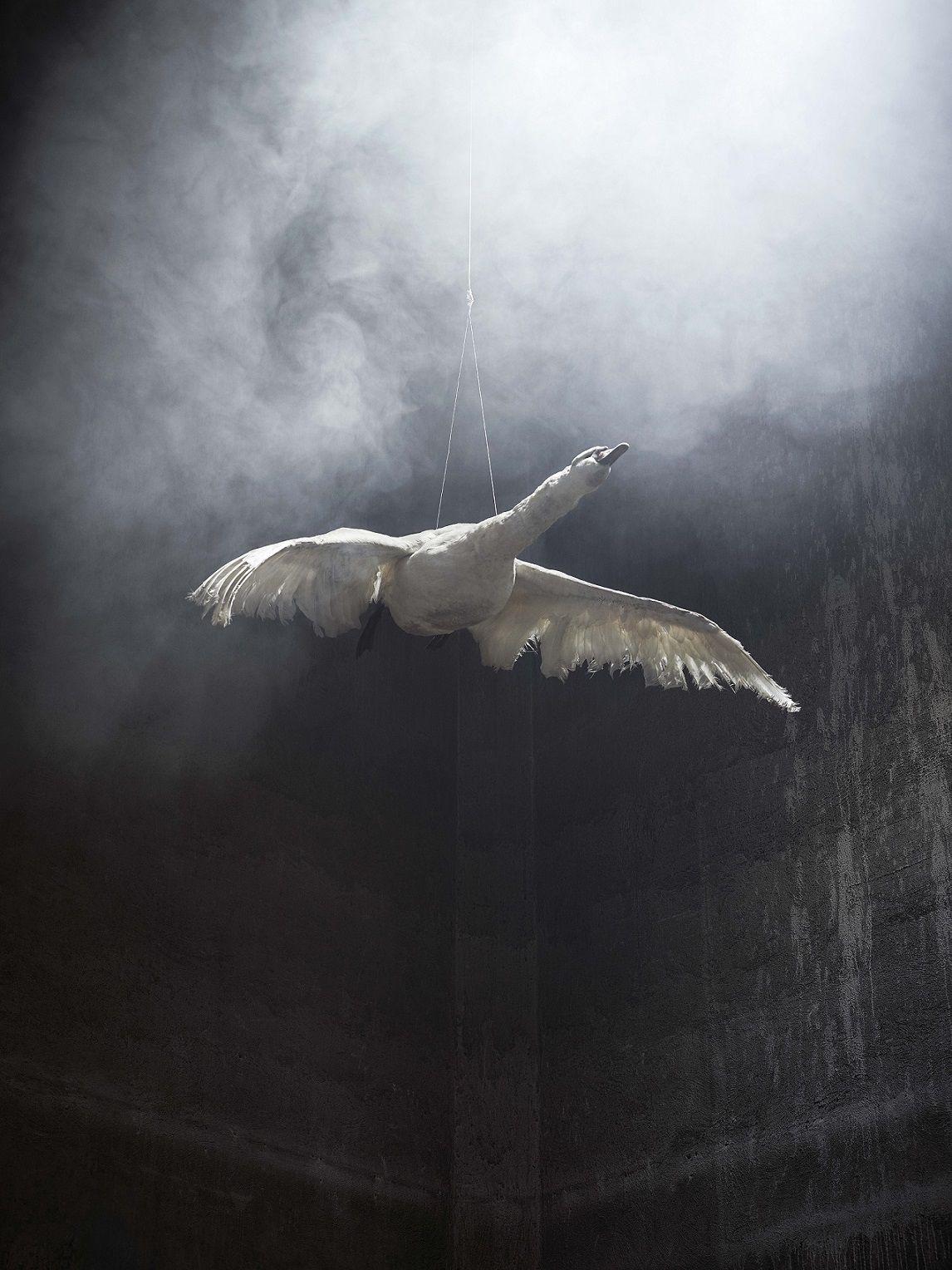 Swan in Flight 2, Residence of Impermanence series by Christian Houge - Photo