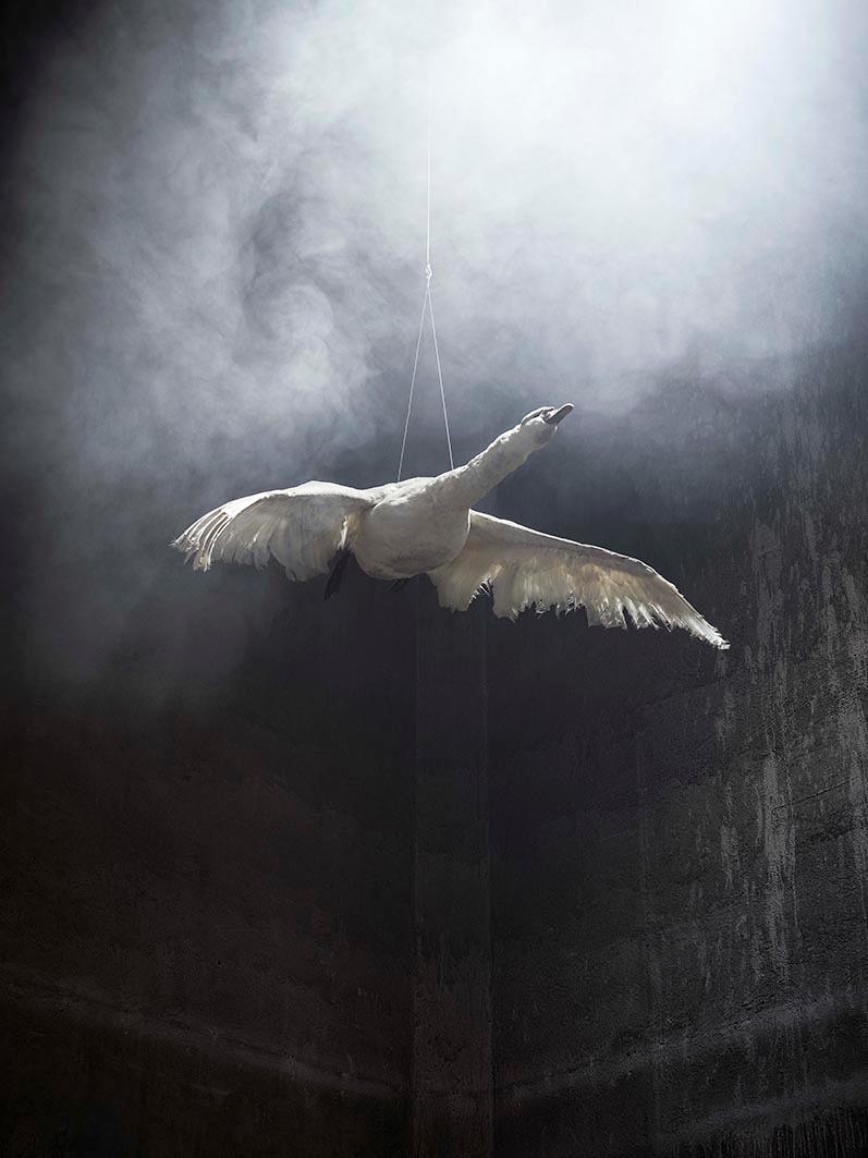 Christian Houge Color Photograph - `Swan in Flight`, Oslo- `Residence of Impermanence` -animal nature flight fire