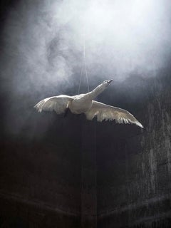 `Swan in Flight`, Oslo- `Residence of Impermanence` -animal nature flight fire