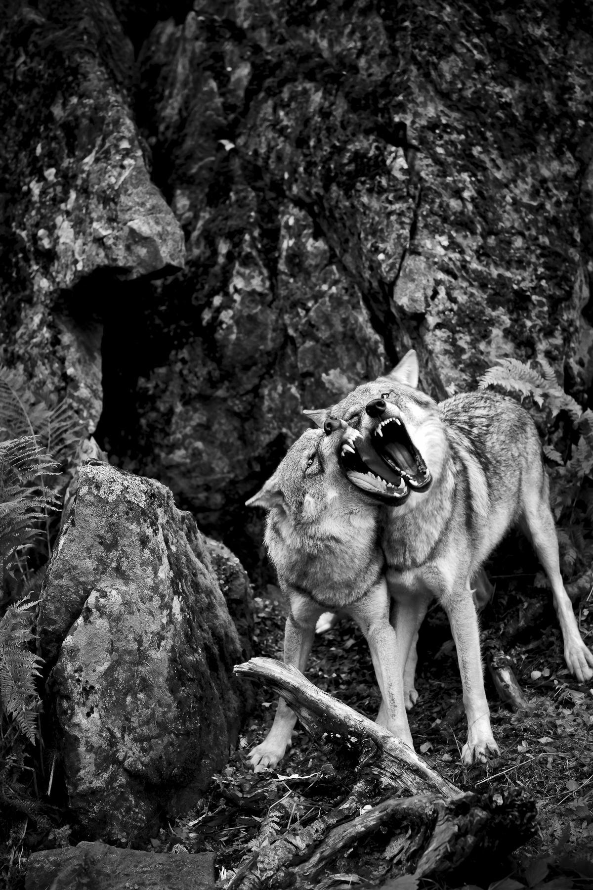 Christian Houge Black and White Photograph - `Untitled 1`, Norway 2012- Shadow Within-wolf animal nature color