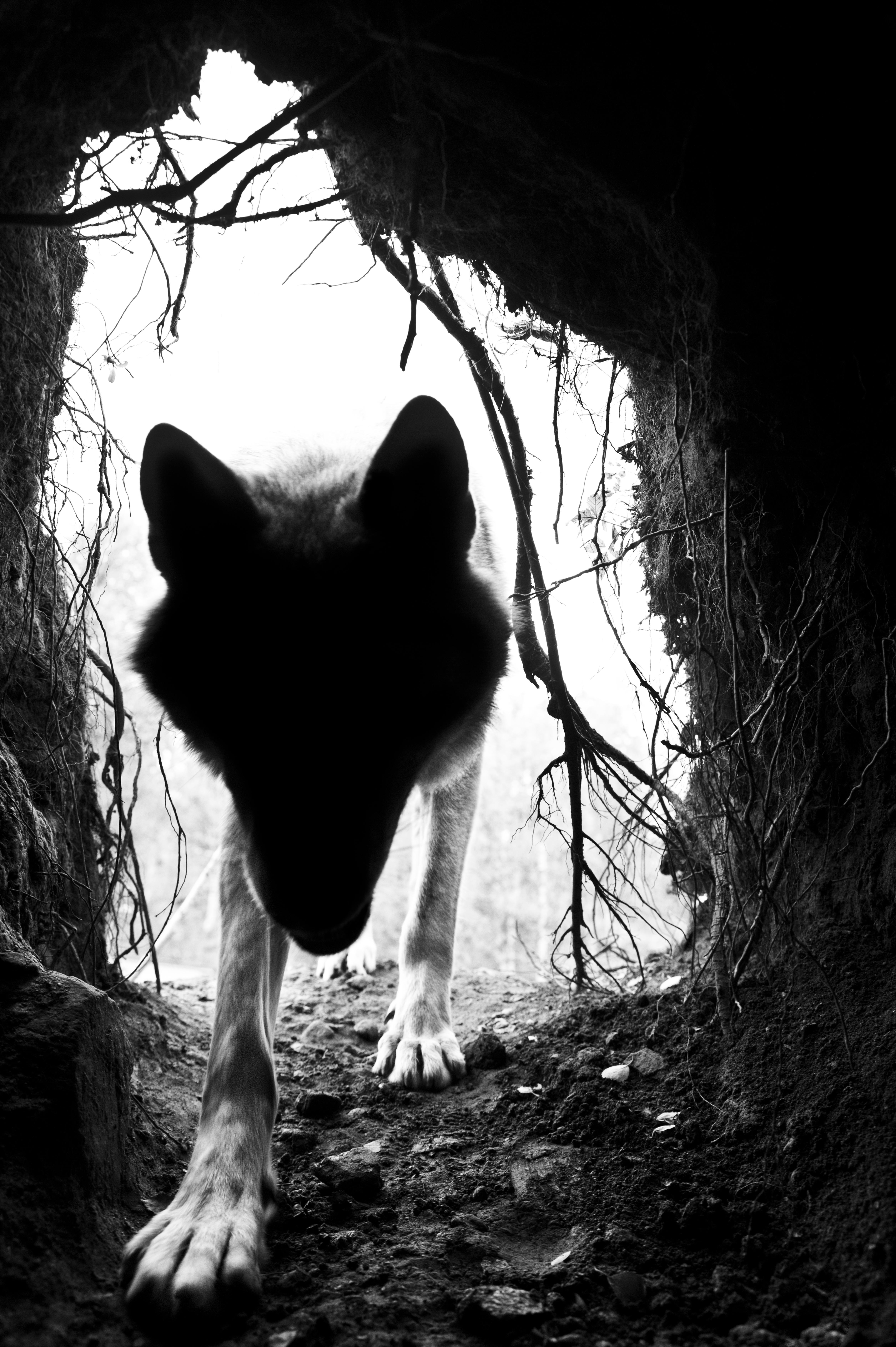 "Untitled 13"-Shadow Within-nature wolf animal b/w