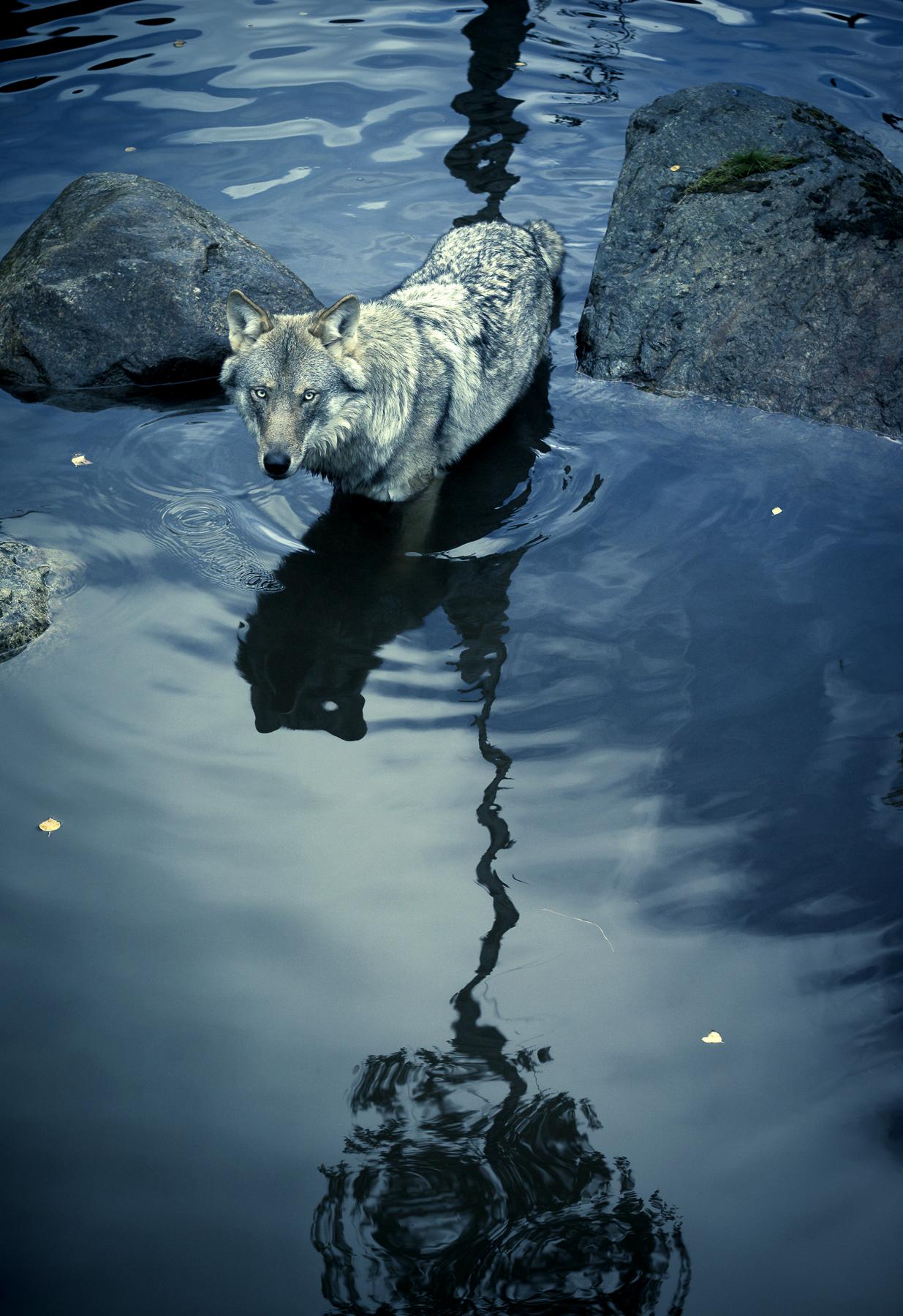 Christian Houge Landscape Photograph - `Untitled 2`, Norway 2012- Shadow Within-wolf animal nature color