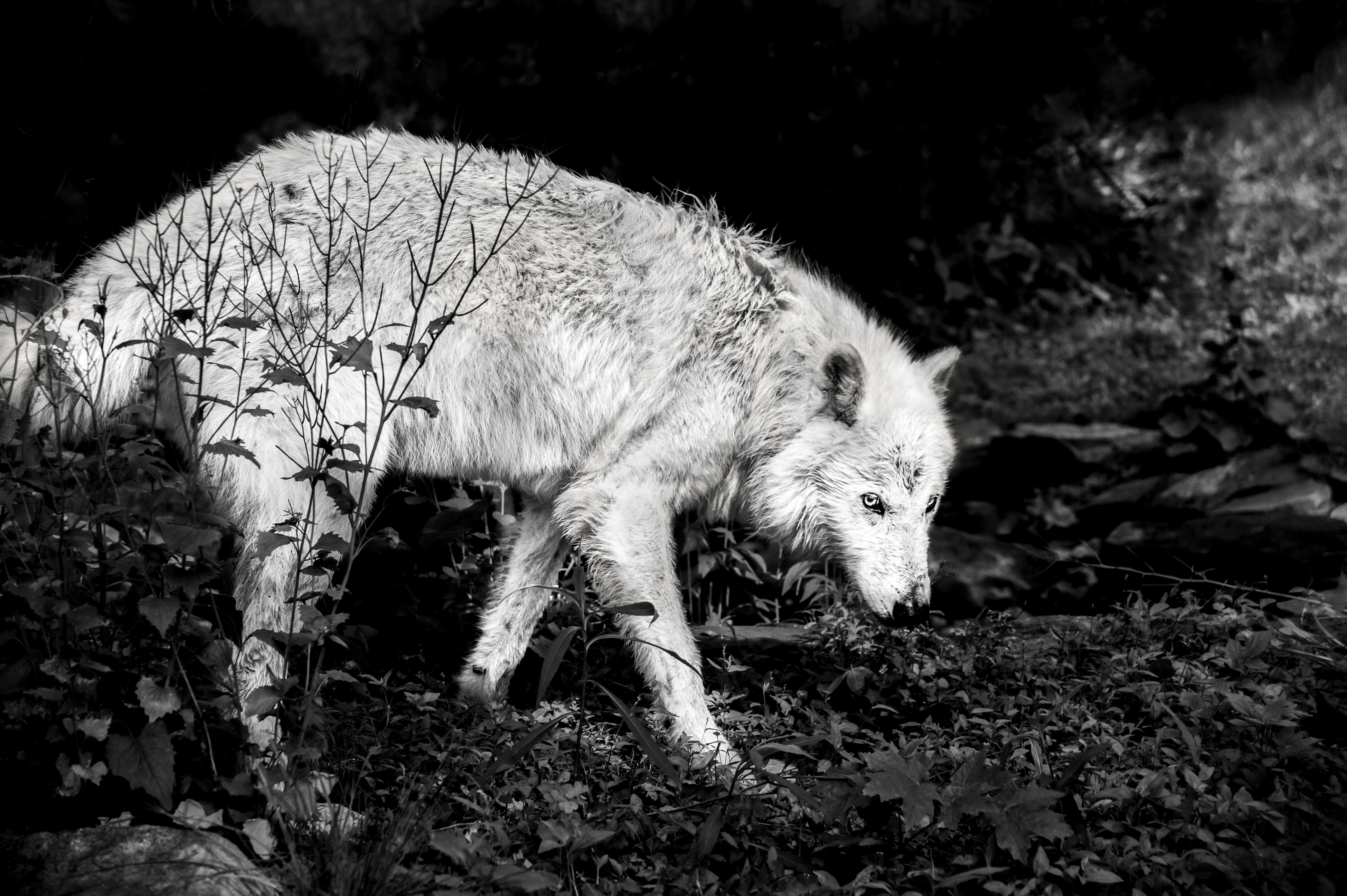 Christian Houge Black and White Photograph - `Untitled 22`-Shadow Within-wolf animal nature b/w