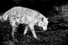`Untitled 22`-Shadow Within-wolf animal nature b/w