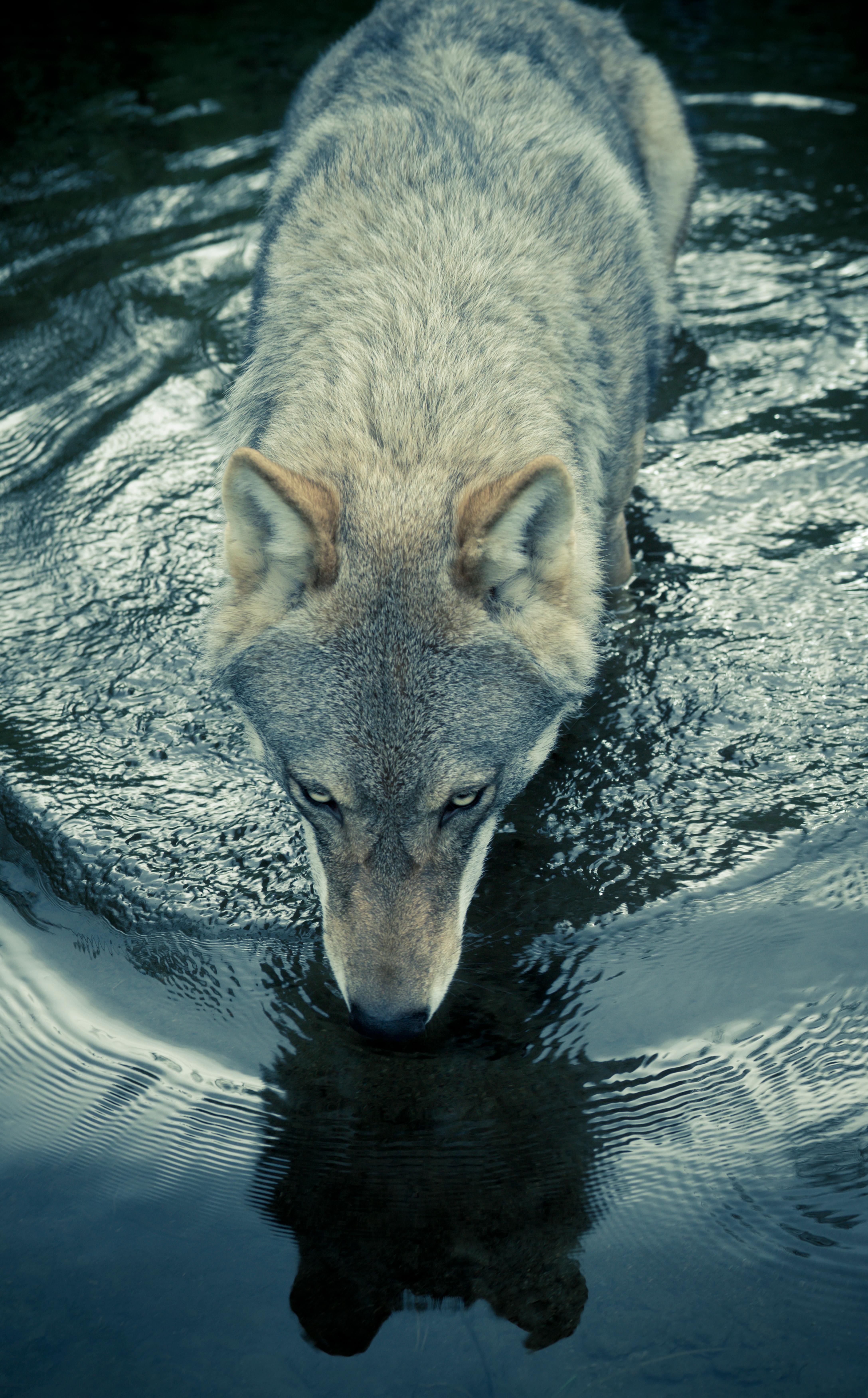 Christian Houge Color Photograph – `Untitled 3`, Norwegen 2012 Wolf Natur Waldtier